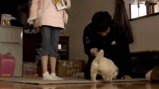 犬のおまわりさん てのひらワンコ3D előzetes