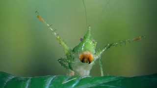 Bugs! előzetes