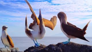 Galapagos 3D: Nature's Wonderland előzetes