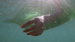 Depredadores sobre el mar előzetes