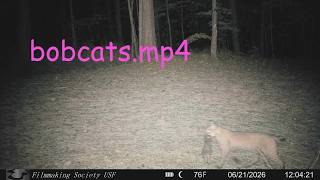 bobcats.mp4 előzetes