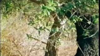 Curse of Bigfoot előzetes