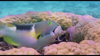 Ocean Circus 3D - Underwater Around the World előzetes