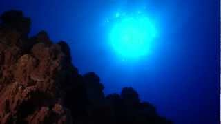 Black Coral előzetes