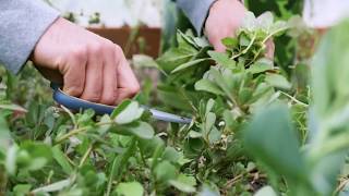 Common Weeds and Wild Edibles Of The World előzetes